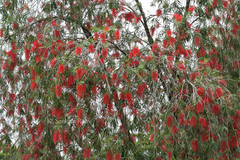 Callistemon viminalis